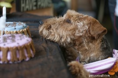 Jak vyrobit jedlý dort pro psy