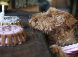 Comment faire un gâteau comestible pour chiens