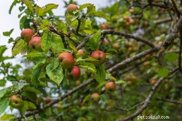 カニりんごの木は犬に有毒ですか？ 