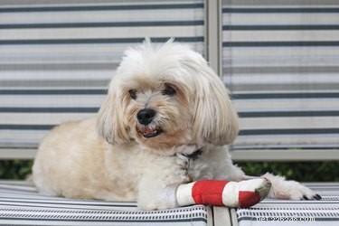 Как ухаживать за собакой с травмой разрыва передней крестообразной связки
