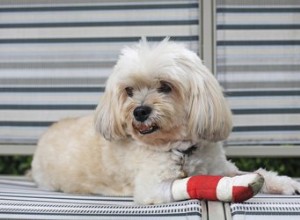 Como cuidar de um cão com lesão no ligamento cruzado anterior