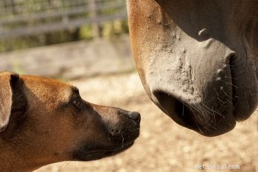 Het gebruik van paardenwormen voor honden