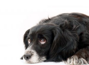 Como saber se seu cão tem uma infecção