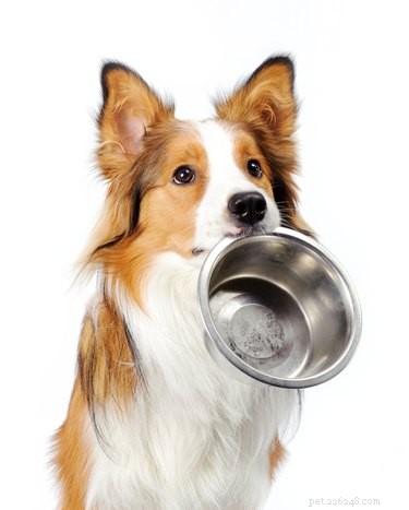 aptitstimulerande medel för hundar