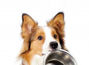 Stimulátor chuti k jídlu pro psy