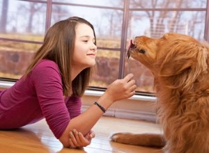 Le beurre de cacahuète est-il bon pour les chiens ?