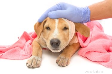 Tratamento de hemorróidas para um cachorro