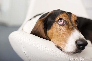 Jaké jsou vedlejší účinky Vetmedinu u psů?