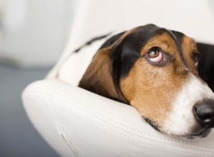 Quais são os efeitos colaterais da Vetmedin em cães?