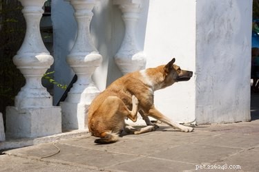 Huismiddeltjes voor schimmelinfectie bij honden