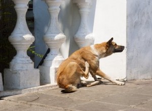 犬のイースト菌感染症に対する家庭薬 