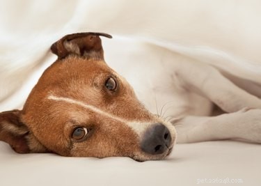 Tratamento para diarreia sanguinolenta em cães