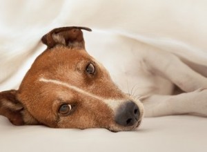 Tratamento para diarreia sanguinolenta em cães