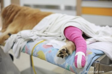 Chirurgie du LCA pour chiens