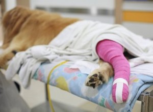 Хирургия передней крестообразной связки у собак