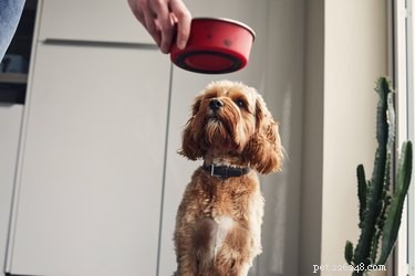 Com que frequência devo alimentar meu cachorro?