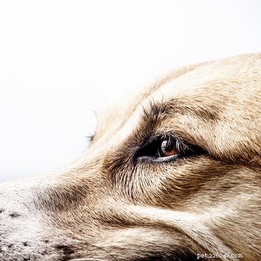 Quais são as causas de tremores na cabeça em cães?