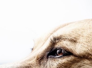 Quelles sont les causes des tremblements de la tête chez les chiens ?