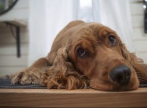 Et si un chien continue de vomir ?