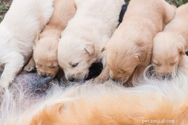 새로 태어난 강아지가 젖을 먹고 있는지 확인하는 방법
