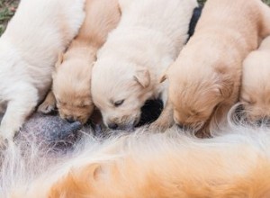 Comment savoir si les chiots nouveau-nés obtiennent du lait