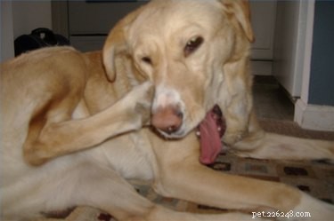 犬の疥癬を取り除く方法 