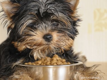 Dieet voor honden met zweren