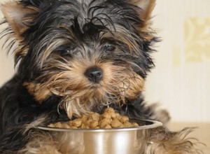 Dieta para cães com úlceras