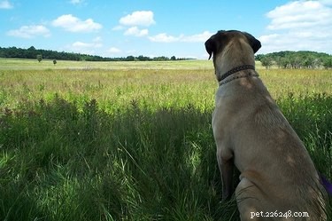 Welke huismiddeltjes kan ik mijn hond geven voor een urineweginfectie?