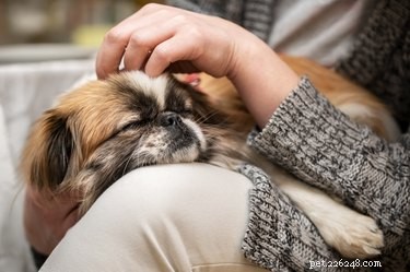 Как лечить инфекцию лап у собак