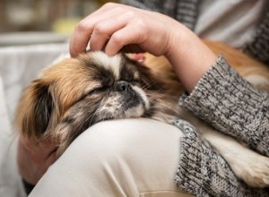 Como tratar a infecção nos pés de cães