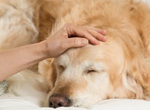 Fases da doença hepática em cães