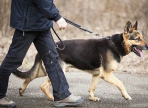 Como cuidar de um cão com megaesôfago