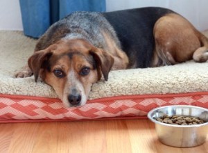 Como fazer um cão doente comer comida