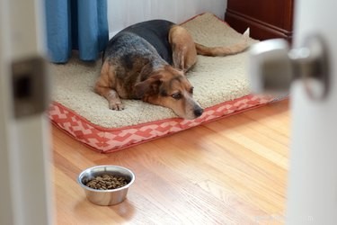 아픈 개에게 음식을 먹게 하는 방법