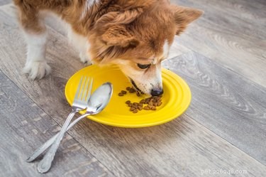Come far mangiare cibo a un cane malato