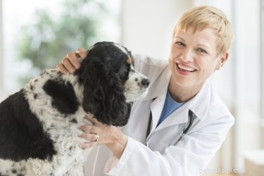 Лечение бородавок у собак