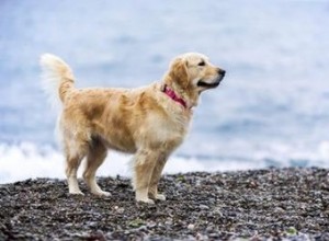 シアバターとココアバターは犬に有毒ですか？ 