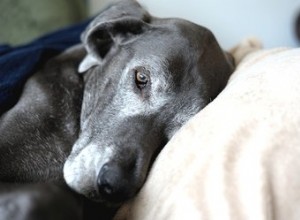 Esporas ósseas em cães