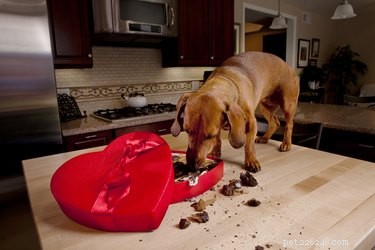 Symtom på chokladförgiftning hos hundar