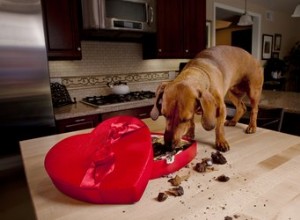 Sintomas de intoxicação por chocolate em cães