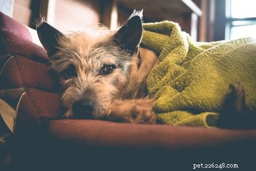 Boorzuurvergiftiging bij honden
