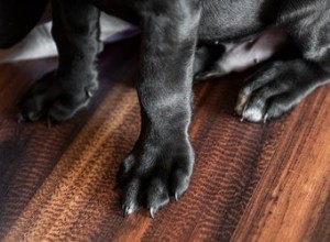 Comment soigner une élongation musculaire chez un chien