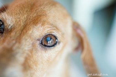 Hur man gör ett medel för ögonsköljning för hund