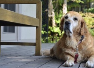 Como apoiar as pernas enfraquecidas de cães mais velhos