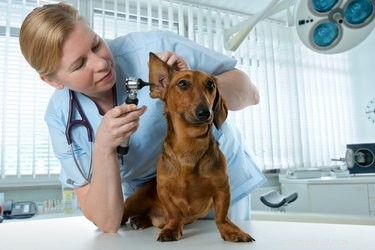 Amoxicilin pro infekce psího ucha