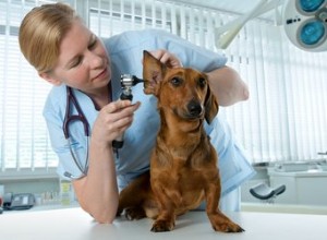 Amoxicilina para infecções de ouvido de cachorro