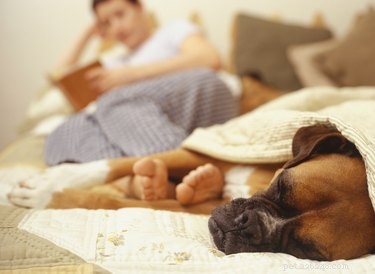 Симптомы простуды у собак