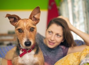 Oreille de chou-fleur chez le chien