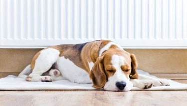 Wat te verwachten bij honden met lymfoom